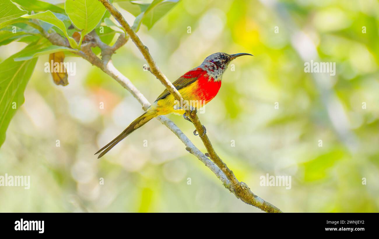 Immature MRS Gould's sunbird perché dans un arbre à l'ombre, Chiang mai, Thaïlande Banque D'Images