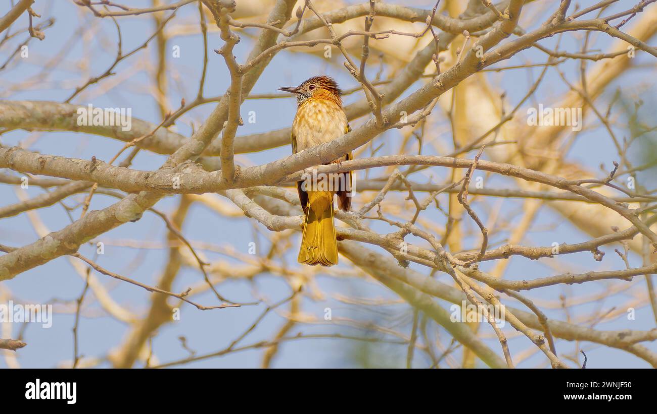 Bulbul de montagne (IXOS mcclellandii) oiseau perché dans la masse de bâtons dans l'arbre, Chiang mai, Thaïlande Banque D'Images