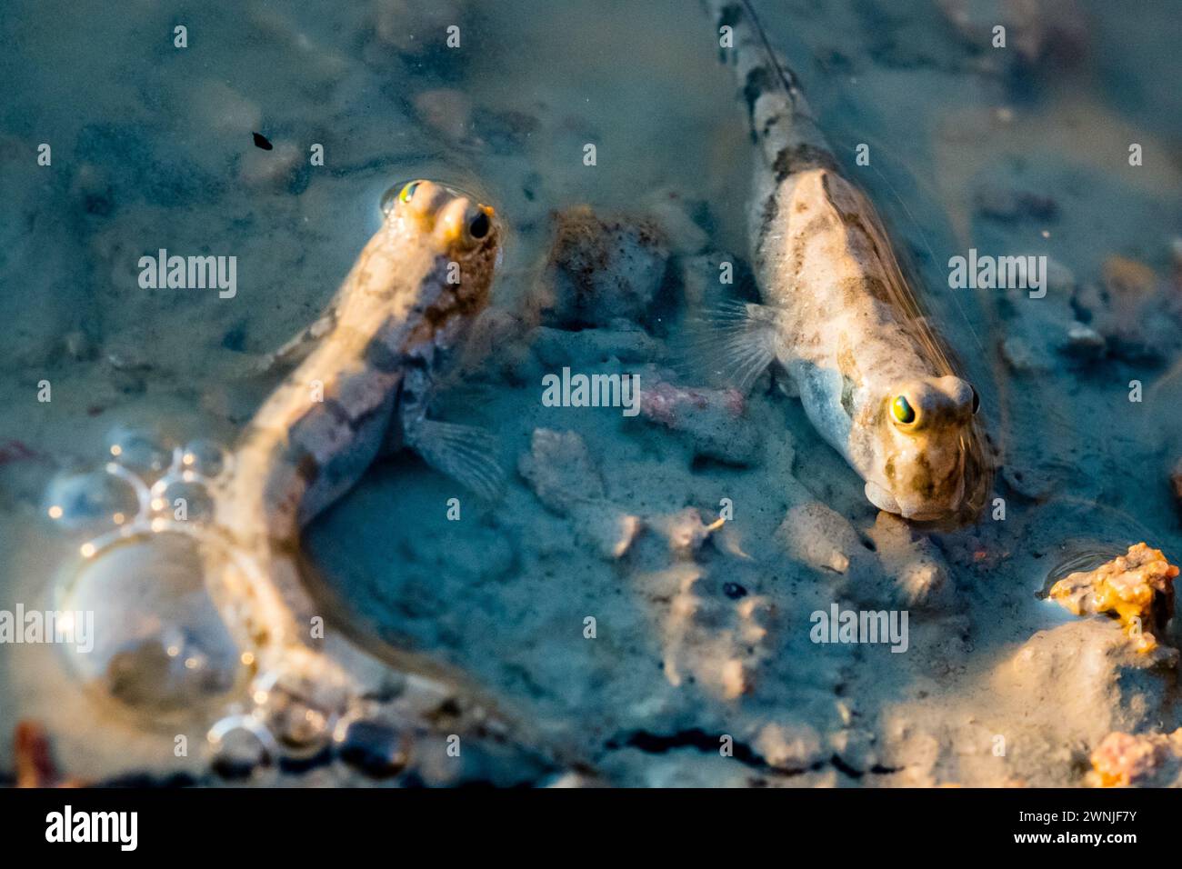Poissons Mudskipper dans la rivière South Aligator Banque D'Images Poissons Mudskipper dans la rivière South Aligator Banque D'Images