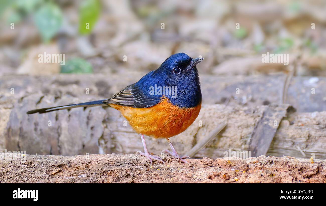 Oiseau bleu de Shama blanc grondé (Copsychus malabaricus) debout sur des grumes dans la forêt, Chiang mai, Thaïlande Banque D'Images