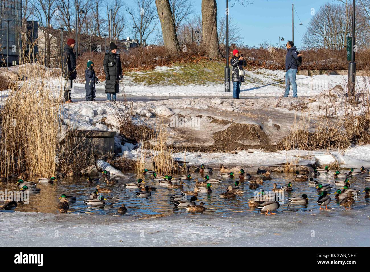 Les gens regardant des canards colverts nager dans un trou de glace par une journée ensoleillée d'hiver à Helsinki, en Finlande Banque D'Images