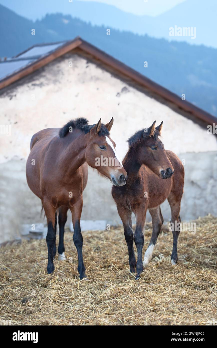 Un cheval avec un poulain sur fond de nature. Banque D'Images