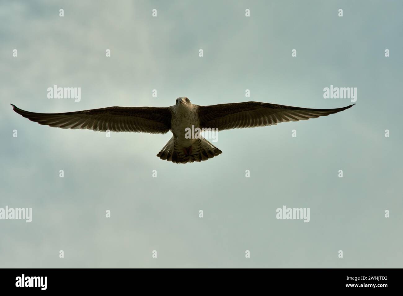 Mouettes volant dans les airs sur les îles Cies situées dans la Ria de Vigo, Galice, Espagne Banque D'Images