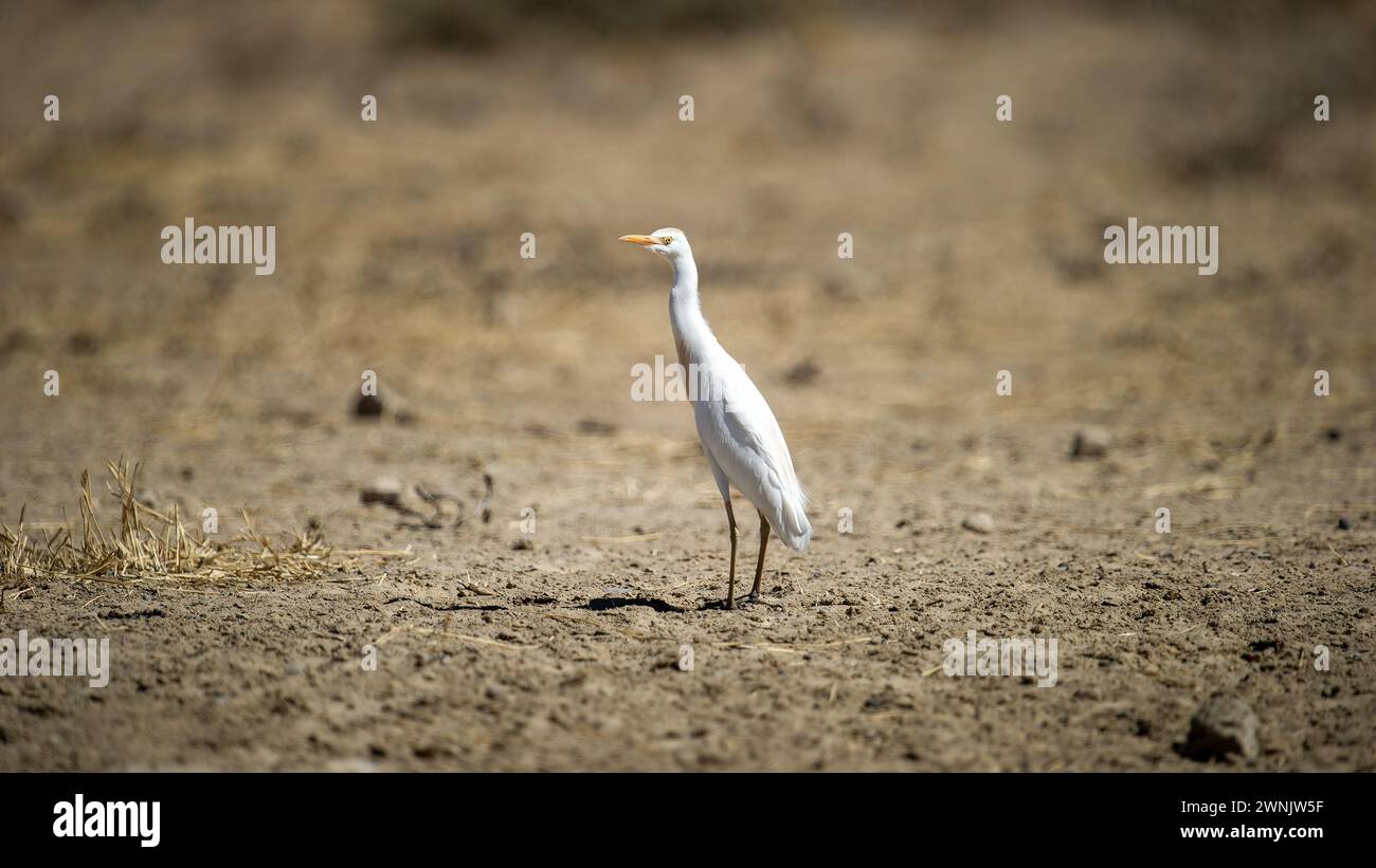 - Cattle Egret ( Bubulcus ibis) Kgalagadi TransFrontier Park, Afrique du Sud Banque D'Images