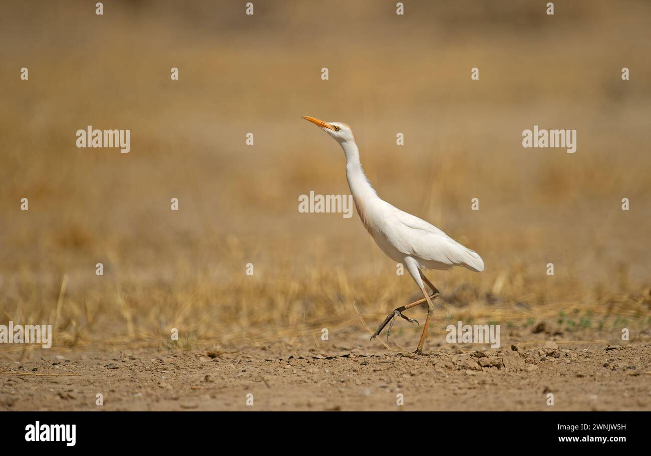 Cattle Egret ( Bubulcus ibis) Kgalagadi TransFrontier Park, Afrique du Sud Banque D'Images