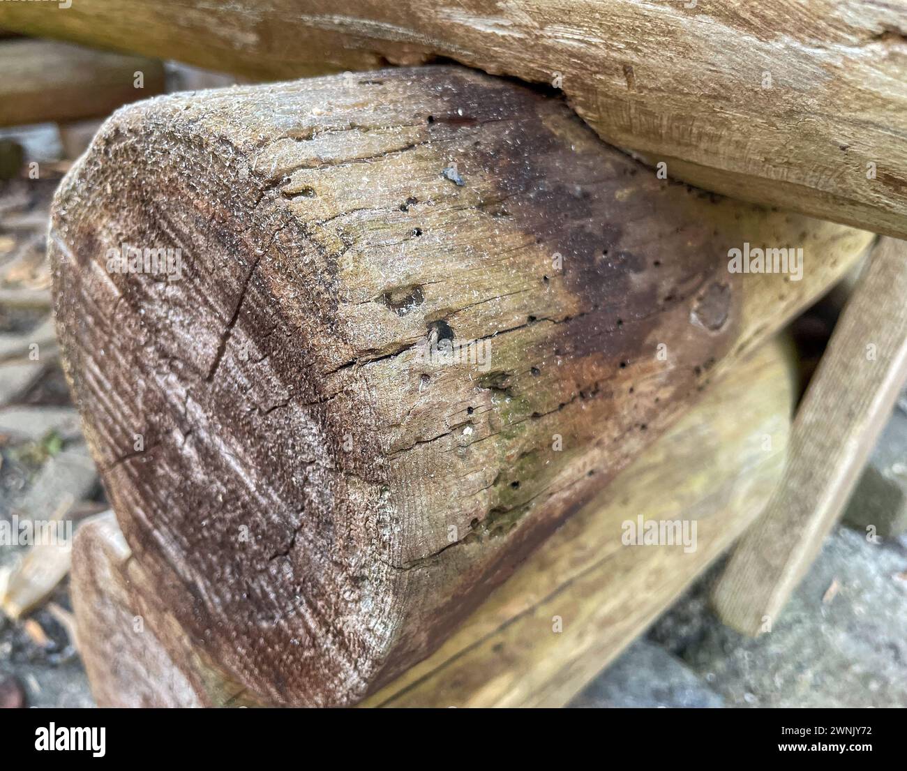 Ver des bois dans un banc en bois dans le jardin Banque D'Images