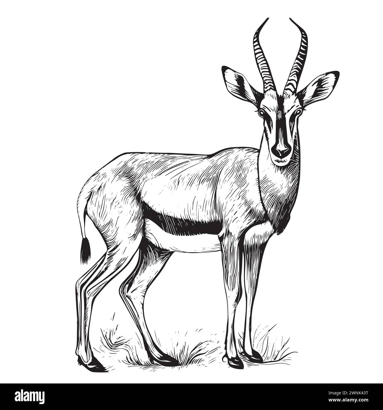 Hand drawn vector illustration animaux antilope. Sketch isolé sur fond blanc avec le crayon et l'étiquette banner Illustration de Vecteur
