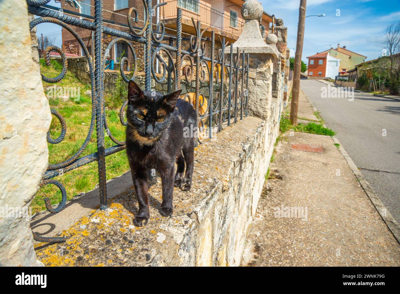 Carey Cat. Banque D'Images