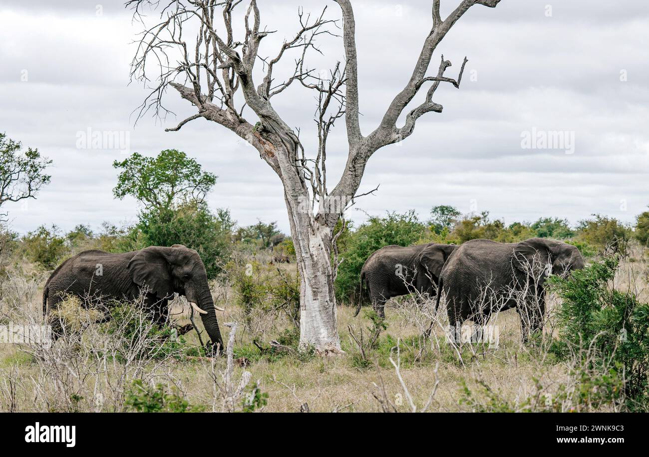 Groupe de trois éléphants africains marchent sur la savane, près de l'arbre séché. Safari dans le parc national Kruger, Afrique du Sud. Animaux de fond de la faune, wil Banque D'Images