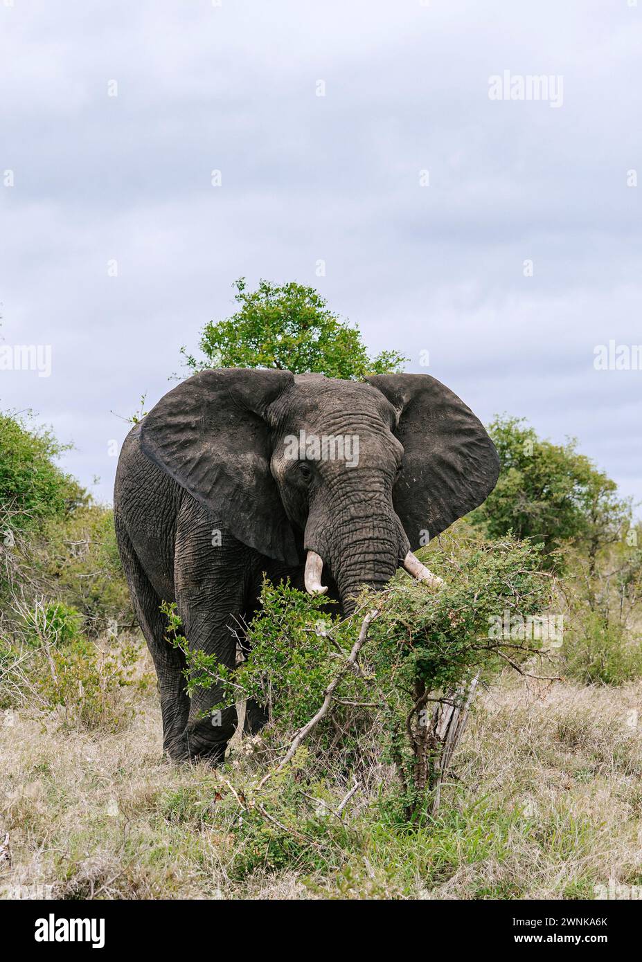 Grand bel éléphant d'Afrique dans la savane. Safari dans le parc national Kruger, Afrique du Sud. Animaux de la faune de fond, nature sauvage Banque D'Images