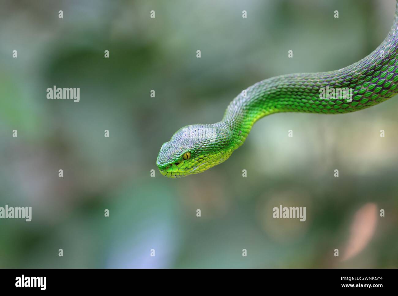 Les vipères vertes (Trimesurus albolabris) sont une espèce venimeuse de serpent trouvée en Asie du Sud-est. Banque D'Images