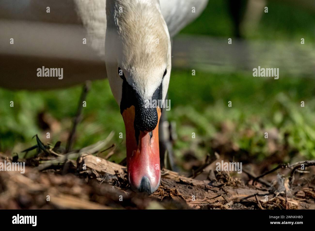 Gros plan sur le visage d'un gros cygne sur la terre creusant du sol pour se nourrir. Près du lac de Bled, Slovénie, faune et thème de voyage Banque D'Images