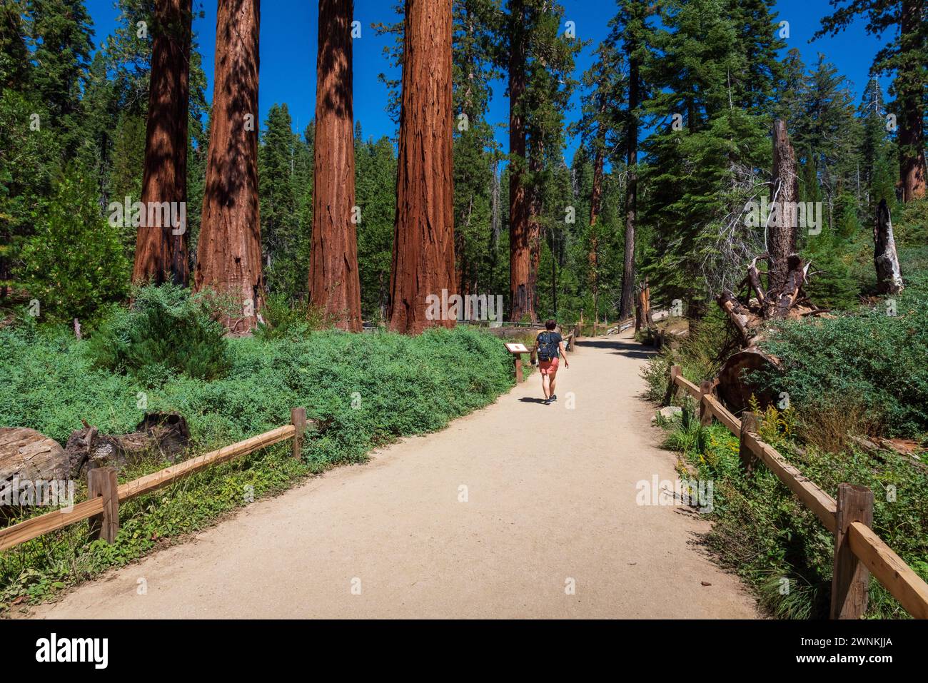 Femme faisant une randonnée sur un sentier à Mariposa Grove, parc national de Yosemite, Californie, États-Unis. Banque D'Images
