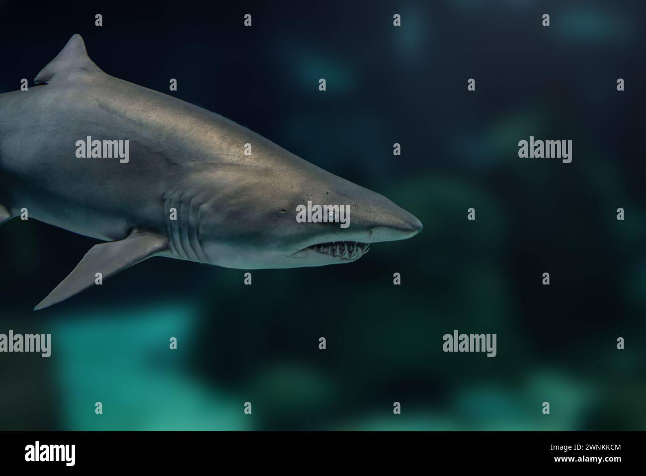 Requin tigre de sable (carcharias taurus) Banque D'Images