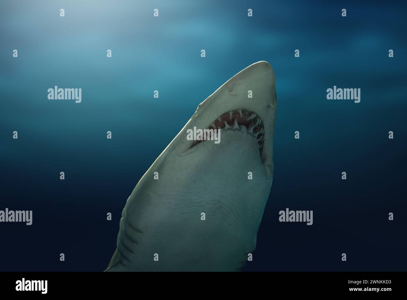 Requin tigre de sable (carcharias taurus) Banque D'Images