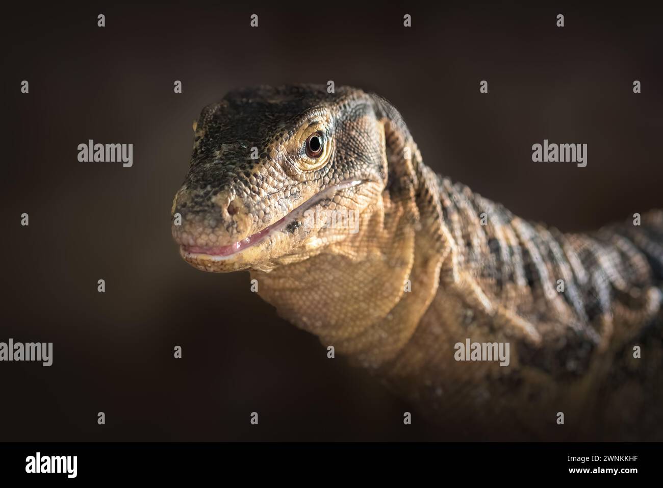 Lézard asiatique de surveillance de l'eau (Varanus salvator) Banque D'Images