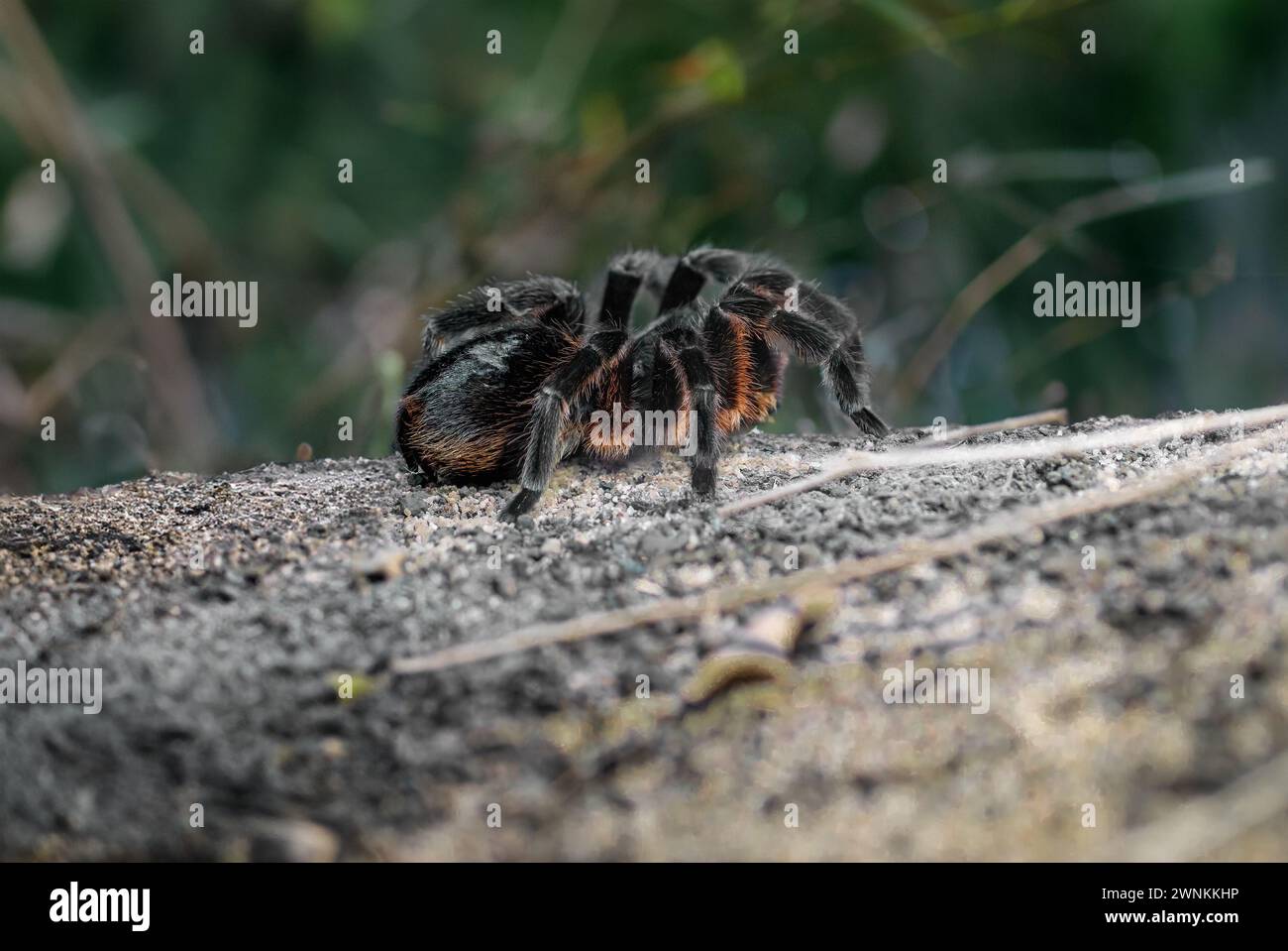 Tarentule de Bahia (Lasiodora klugi) Banque D'Images