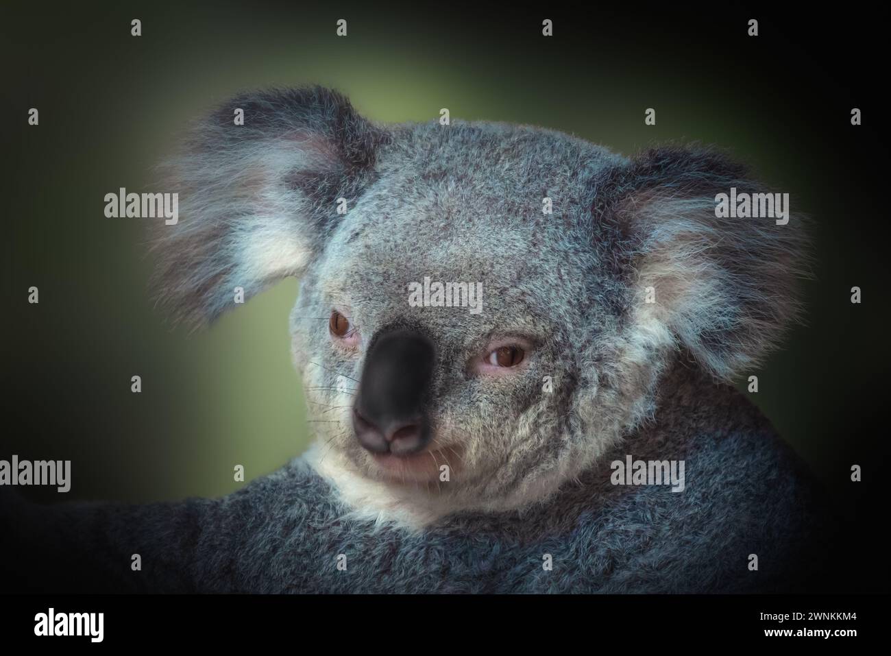 Koala (Phascolarctos cinereus) - Marsupial australien Banque D'Images