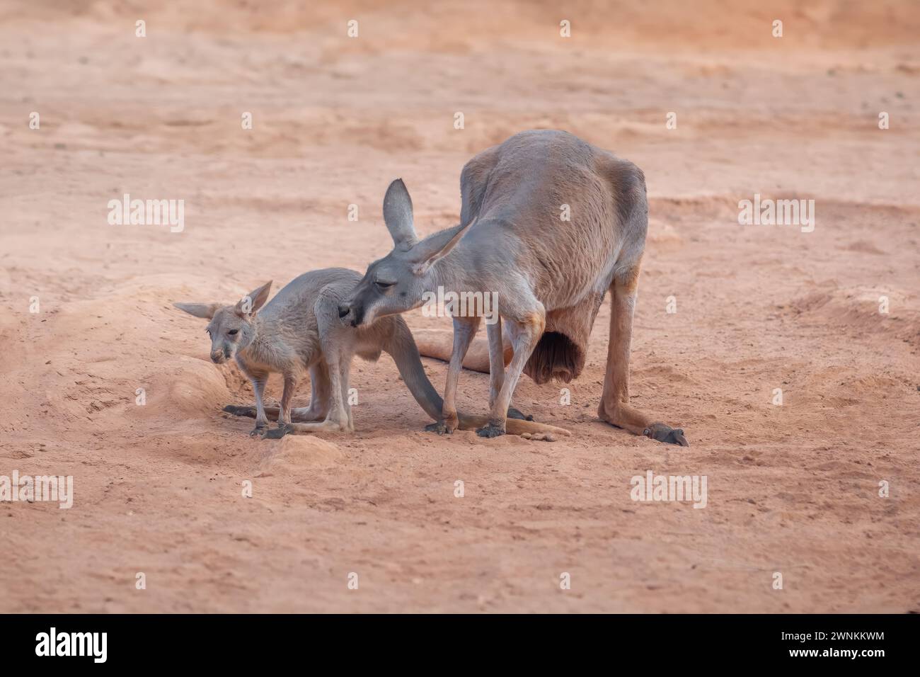 Mère kangourou rouge avec bébé (Osphranter rufus) Banque D'Images