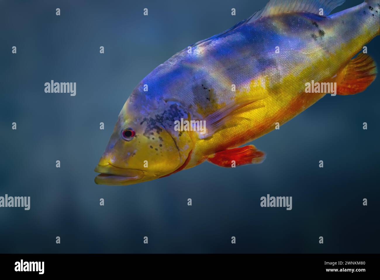 Bar à paon jaune (Cichla kelberi) - poisson d'eau douce Banque D'Images