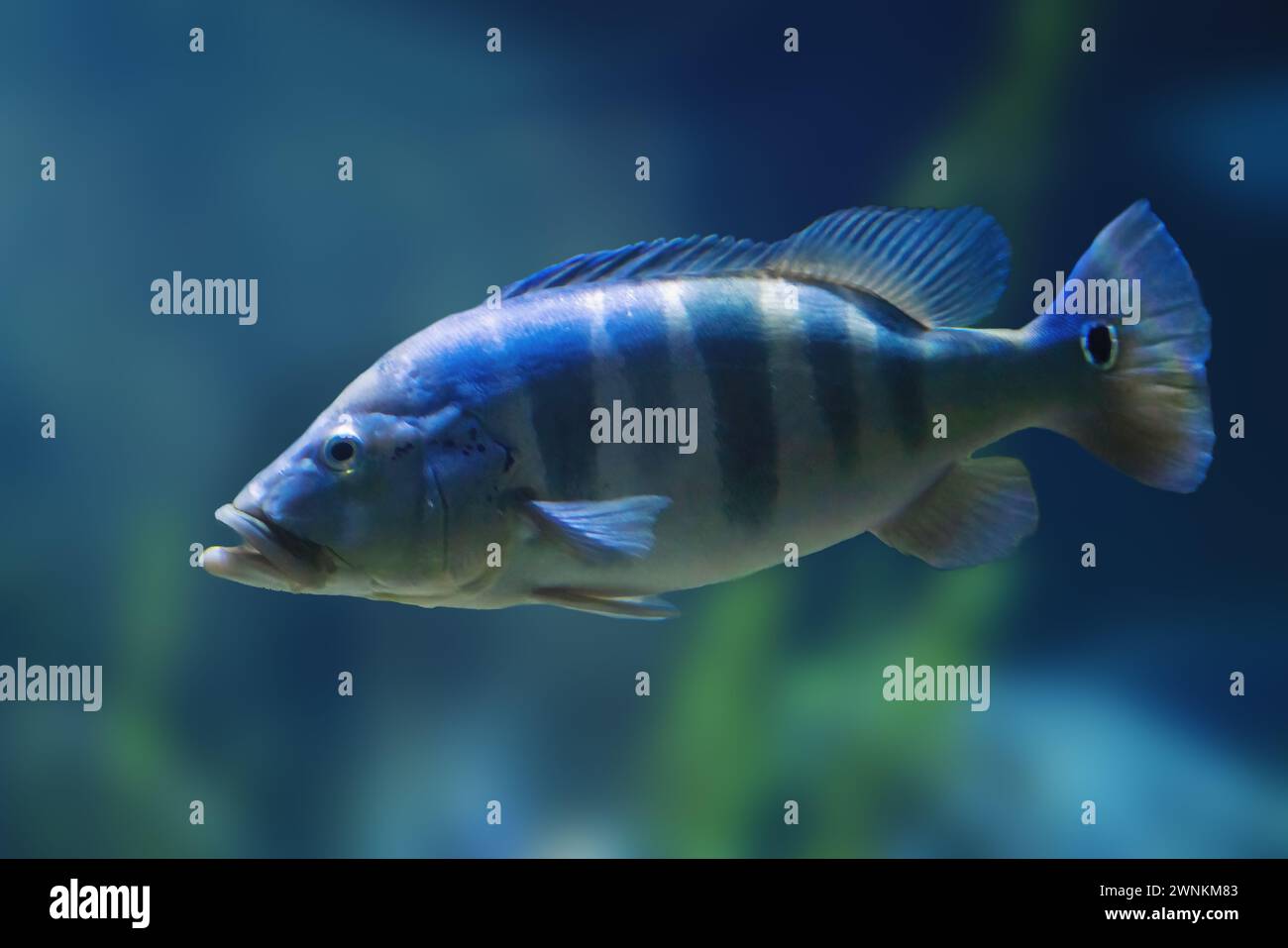 Bar bleu paon (Cichla piquiti) - poisson d'eau douce Banque D'Images