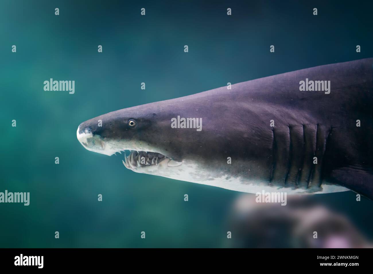 Requin tigre de sable (carcharias taurus) Banque D'Images