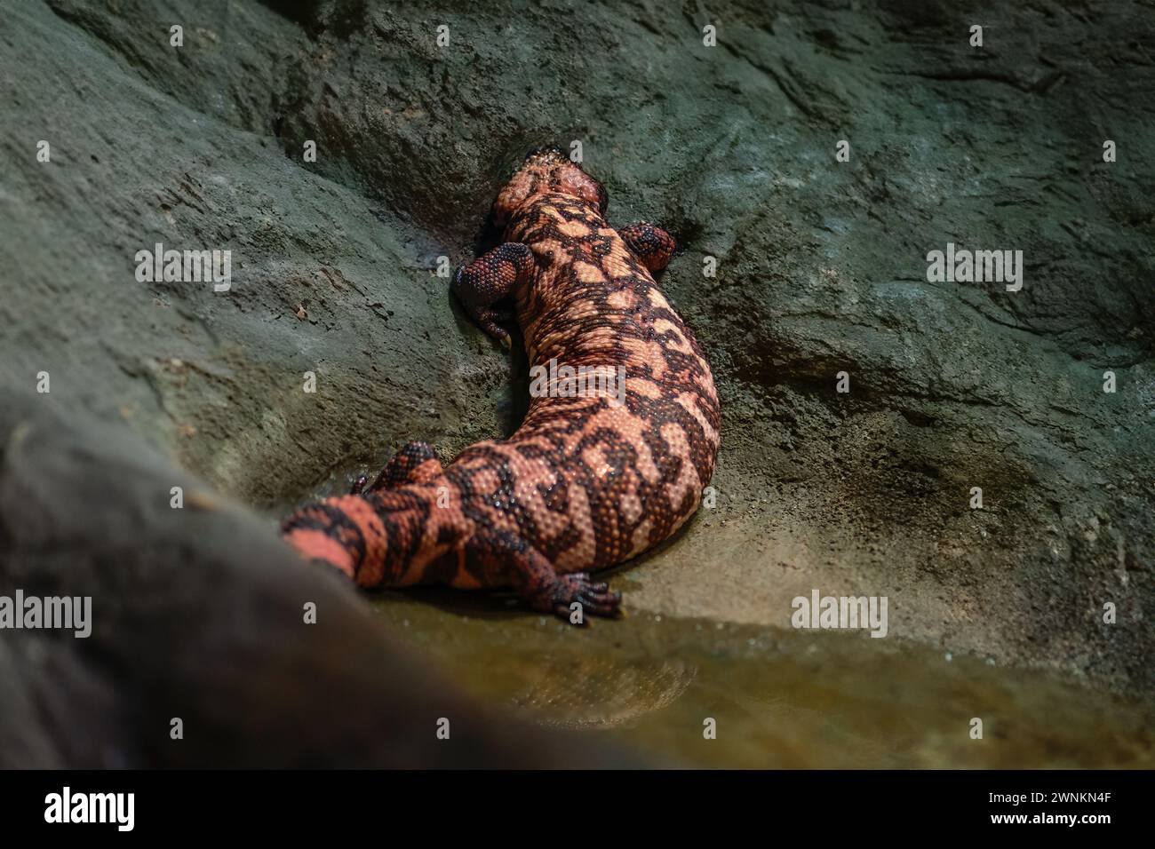 Gila Monster (Heloderma suspectum) - lézard venimeux Banque D'Images