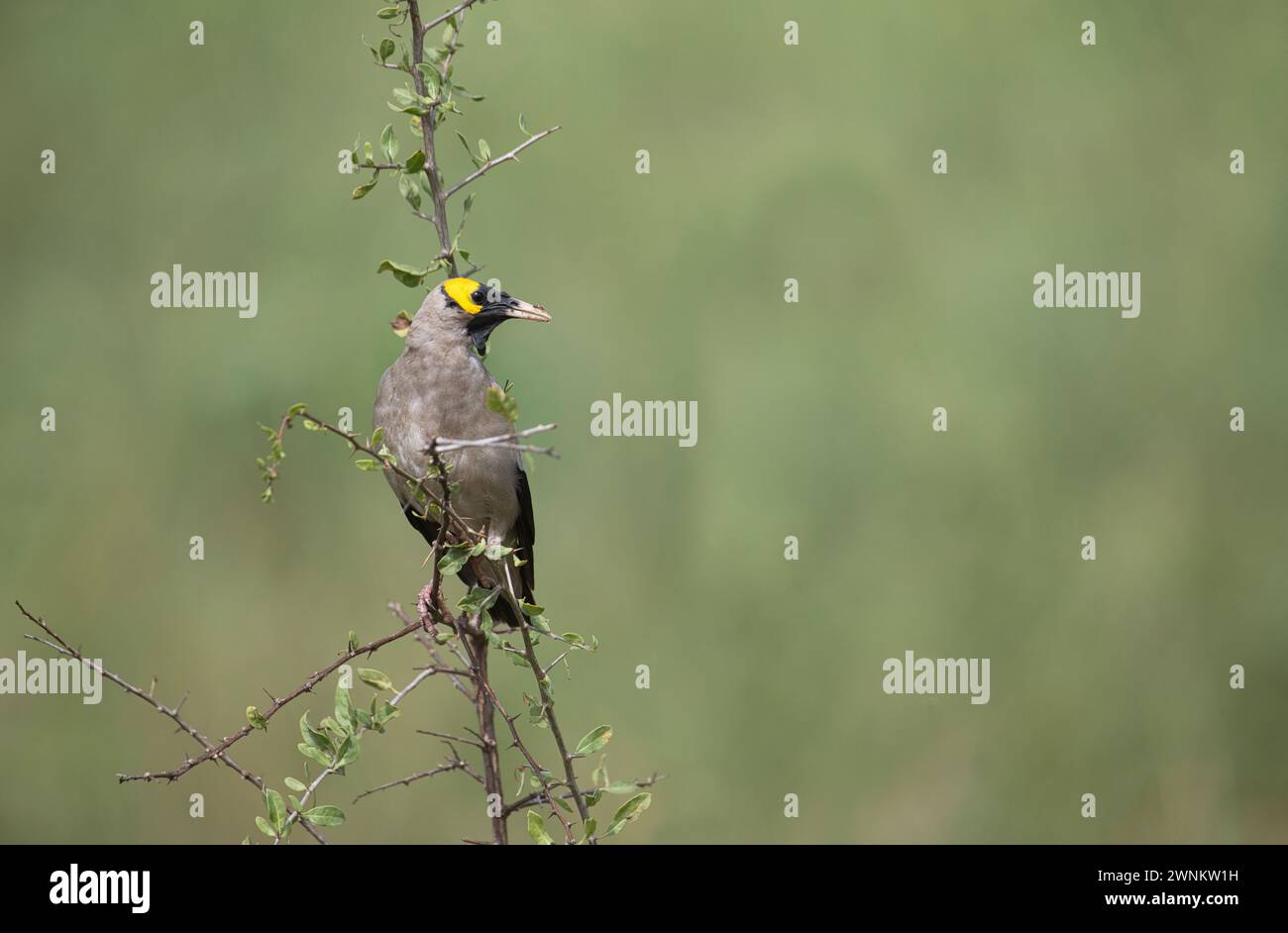 Étourneau (Creatophora cinerea), mâle en plumage reproducteur Banque D'Images