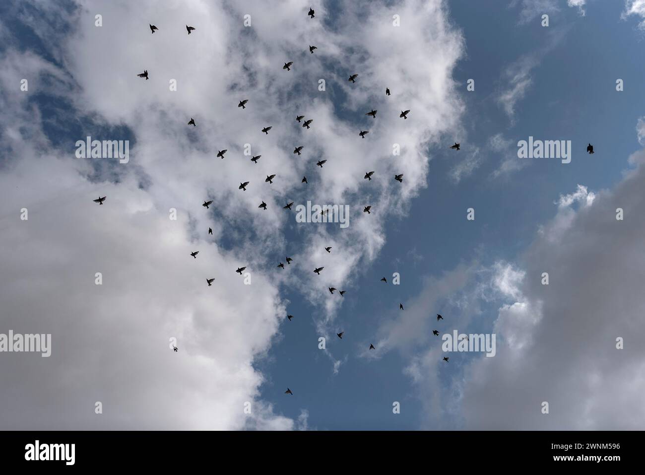 Pigeon domestique volant (Columba Livia F. domestica) dans le ciel nuageux, Mecklembourg-Poméranie occidentale, Allemagne Banque D'Images
