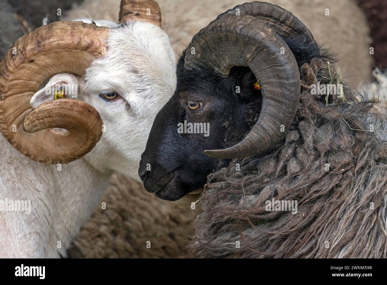 Moutons domestiques mâles à tête noire (Ovis aries), Rehna, Mecklembourg-Poméranie occidentale, Allemagne Banque D'Images