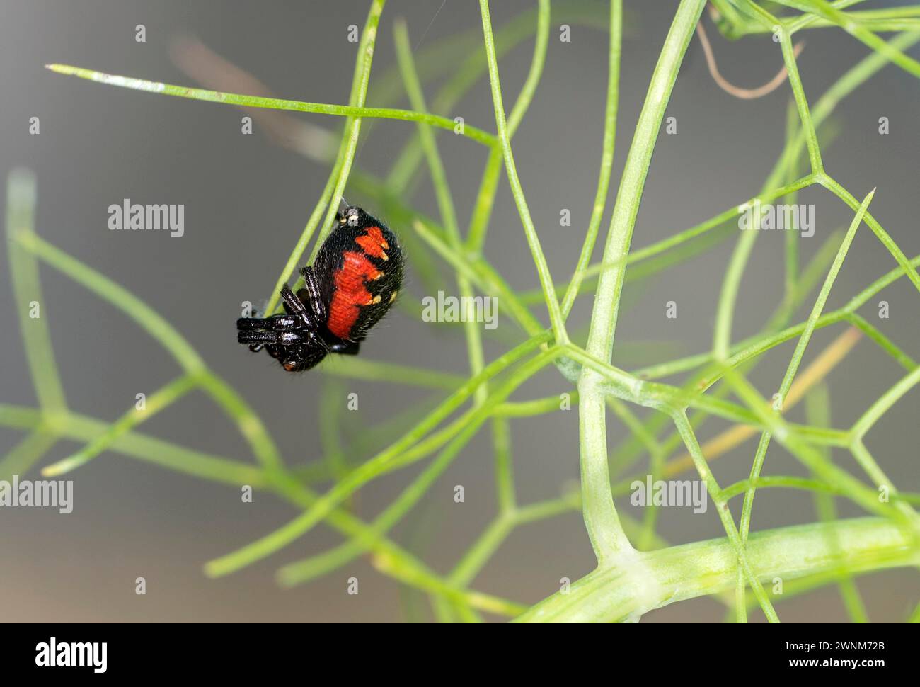 Synema globosum (Synaema globosum), Valais, Suisse Banque D'Images