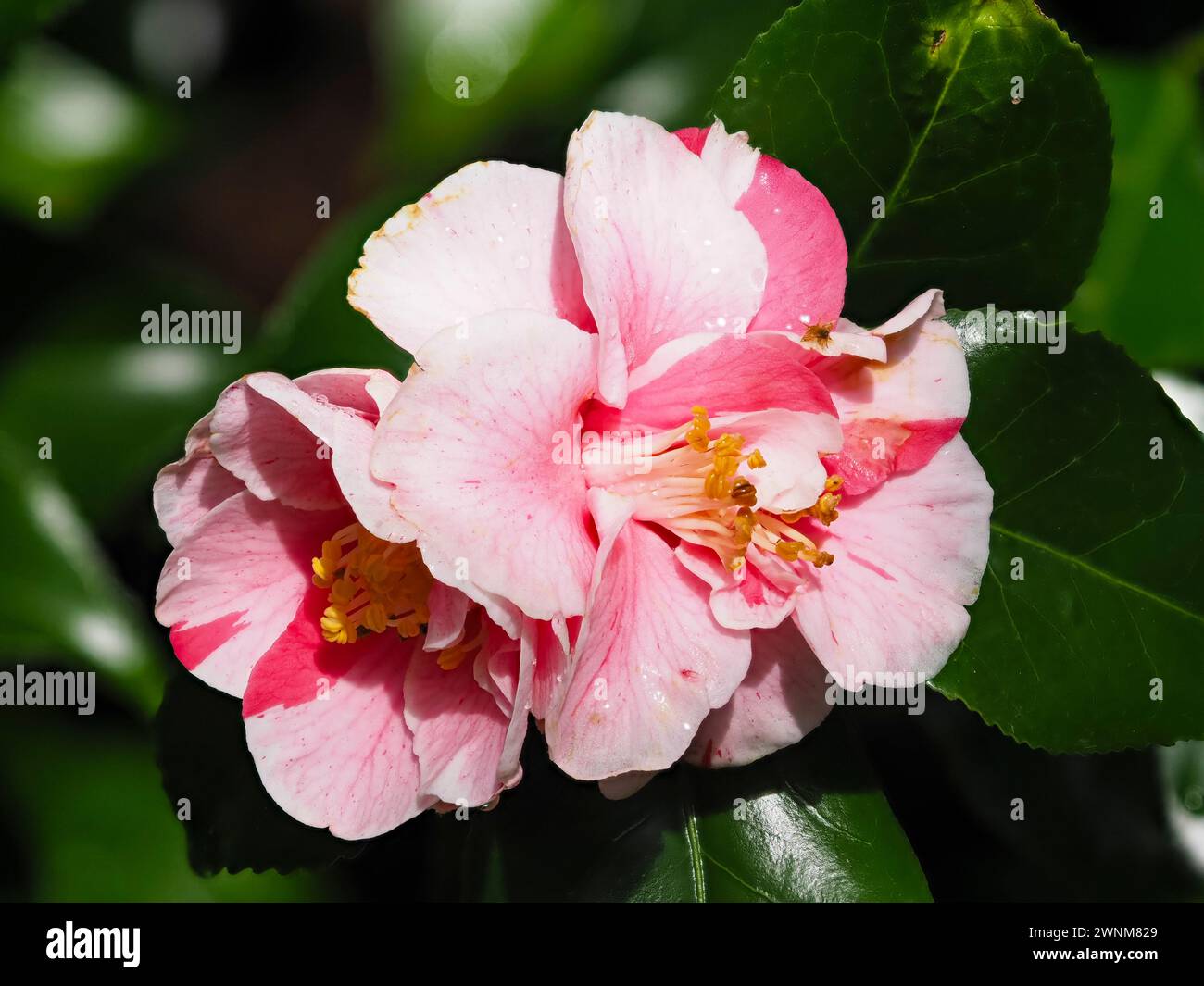 Fleurs blanches striées roses et rouges de l'arbuste persistant rustique Camellia japonica 'Tricolor' fleurissant au début du printemps Banque D'Images