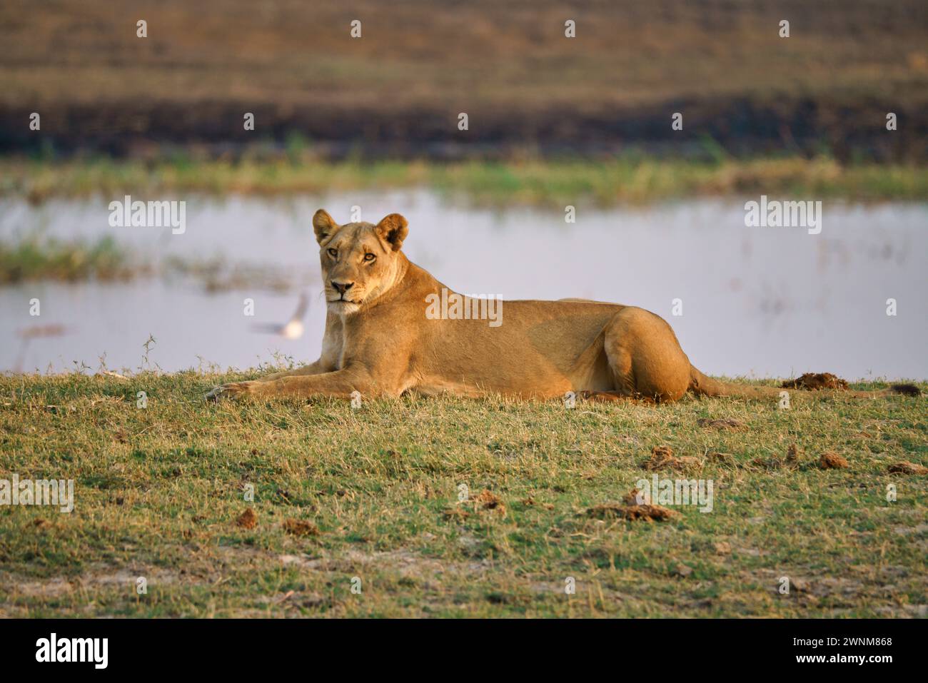 Lion africain femelle à côté d'un trou d'eau Banque D'Images