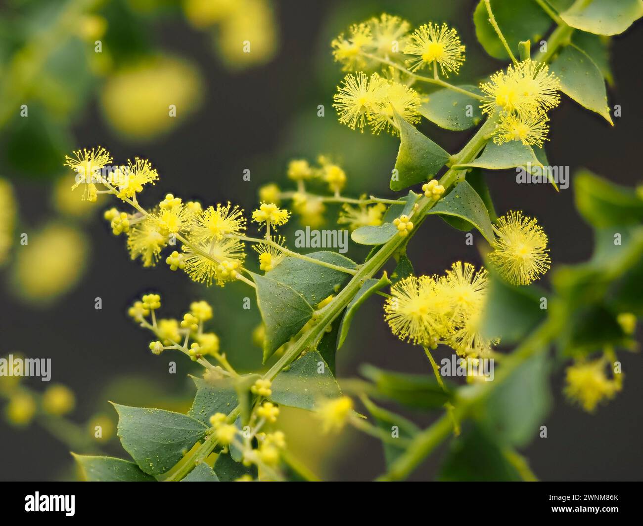 Powderpuff fleurs jaunes de l'Australian Fvens Wattle, Acacia pravissima, un arbuste à feuilles persistantes à moitié rustique avec des phyllodes argentés Banque D'Images