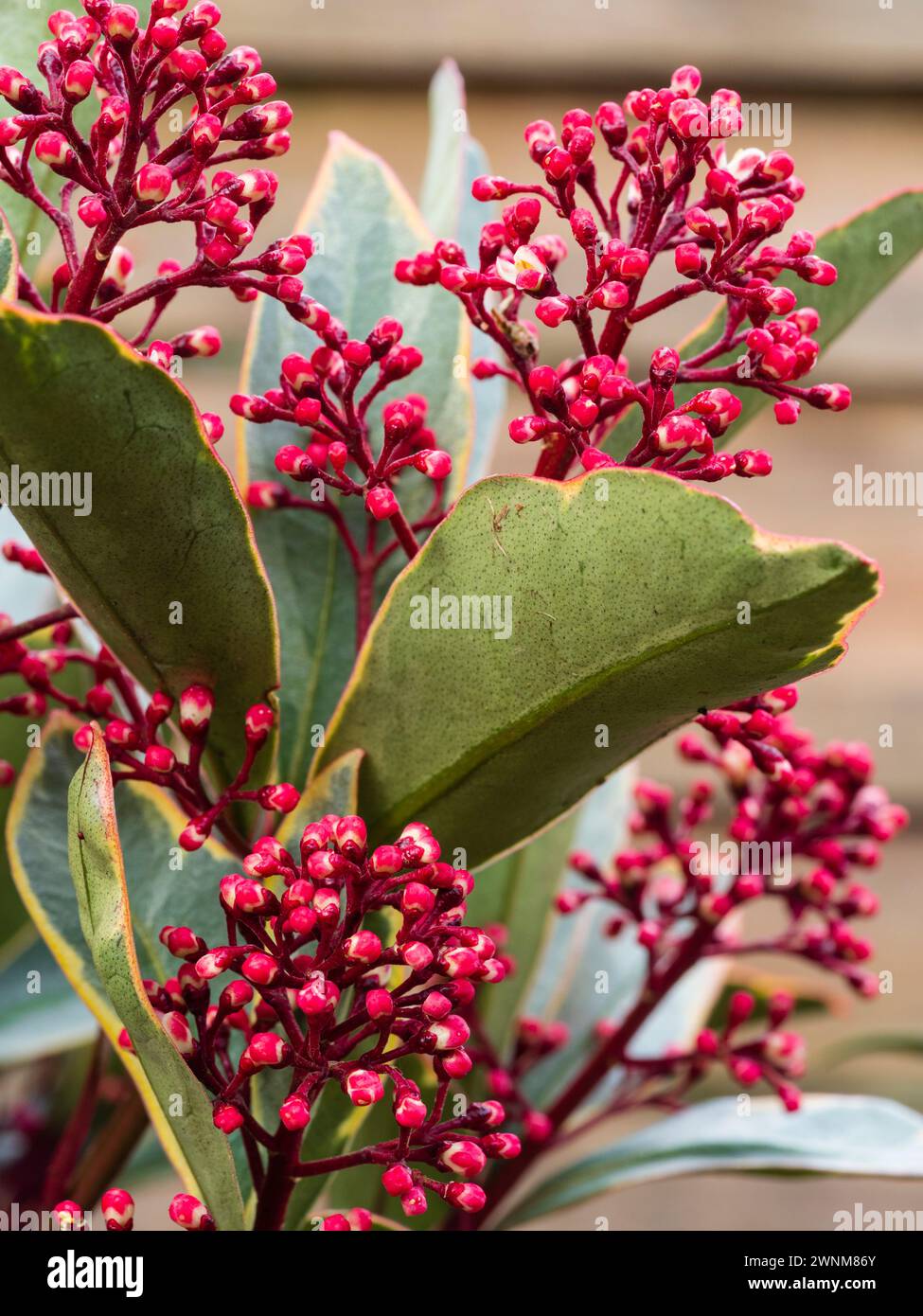 Bourgeons rouges et fleurs printanières dans les panicules de l'arbuste panaché et rustique à feuilles persistantes, Skimmia japonica 'Perosa' Banque D'Images