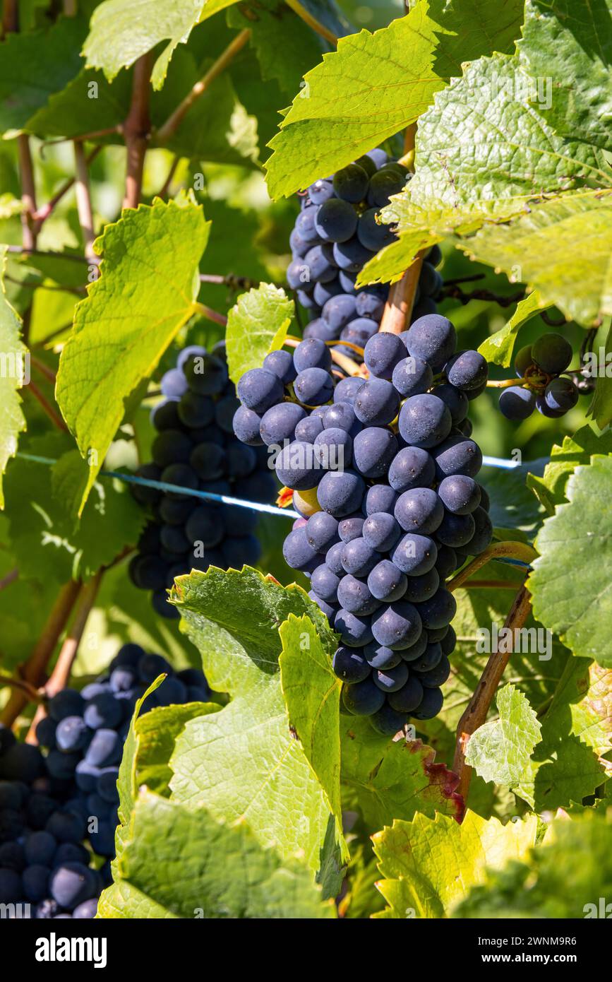 Grappe de raisins Pinot Noir, dans un vignoble en Alsace, France, Europe Banque D'Images