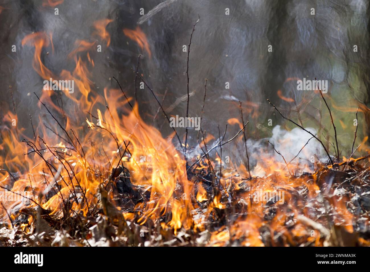 Gros plan de flammes brûlant des feuilles séchées et des brindilles dans un feu de forêt Banque D'Images