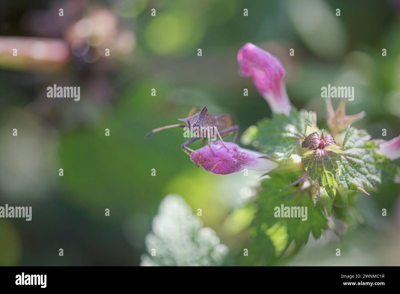 Insecte à l'aspect primitif, étrange et effrayant, provenant d'une prairie du nord du Portugal Banque D'Images