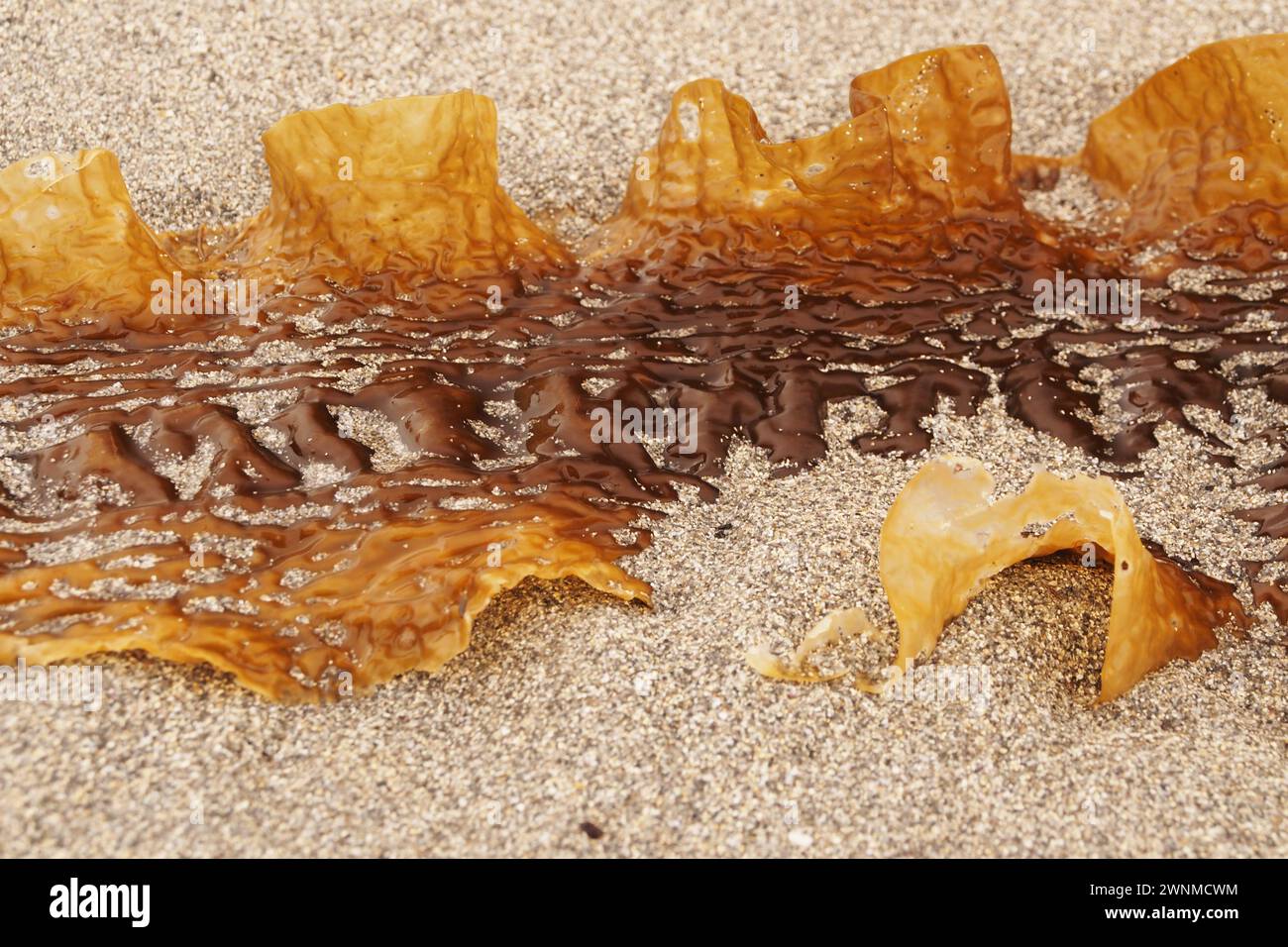 Gros plan sur les algues Sugar Kelp, Saccharina latissima, à Taracliffe Bay, Orcades, Écosse, Royaume-Uni Banque D'Images