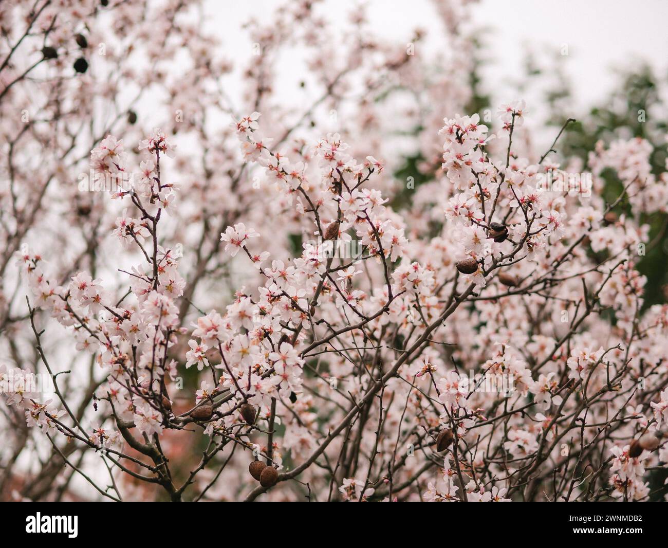 Le bourdon recueille le nectar des fleurs d'amandiers. Les insectes pollinisent un amandier en fleurs. Les pétales blancs tombent. Fleurs blanches et roses au début Banque D'Images