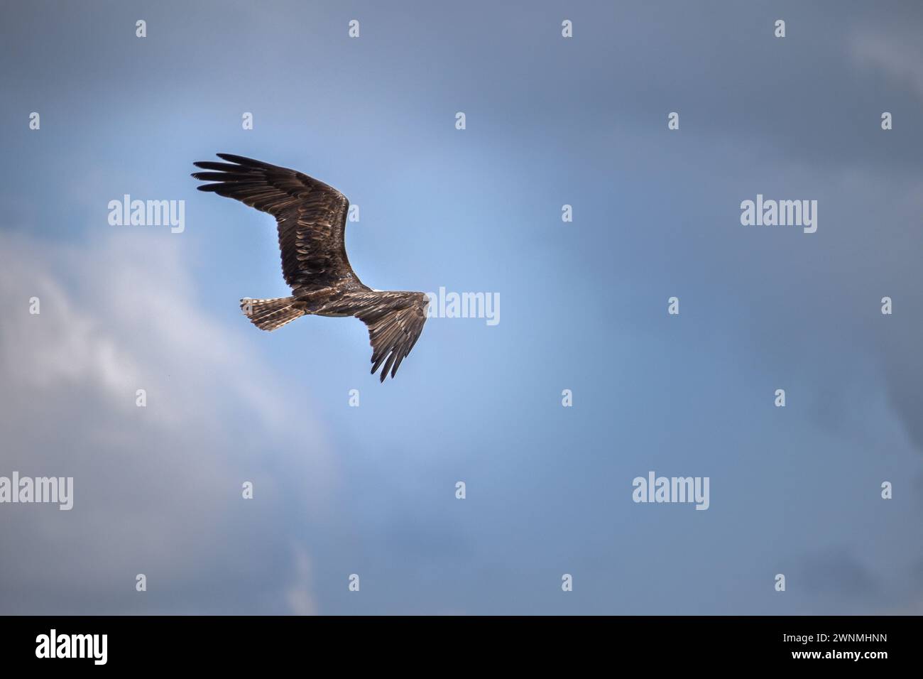 Osprey volant contre un ciel bleu et nuageux. Ailes déployées Banque D'Images