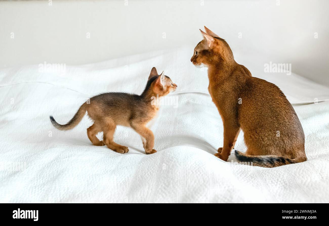 Maman chat adulte, petite petite chatte nouveau-né. Chaton de couleur sauvage de race de chat abyssinien sur une couverture blanche douce jouant dans le lit. Fourrure drôle pelucheuse famille a Banque D'Images