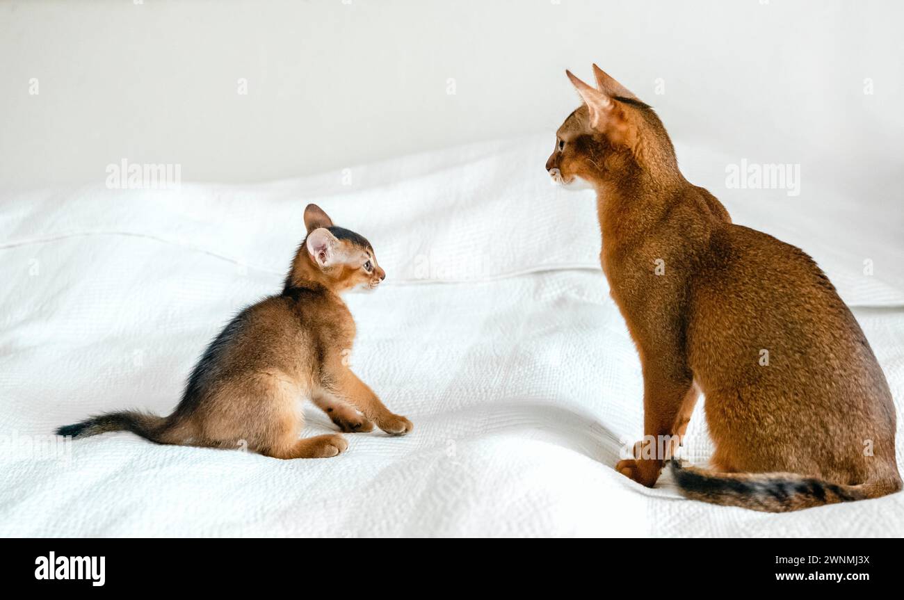 Maman chat adulte, petite petite chatte nouveau-né. Chaton de couleur sauvage de race de chat abyssinien sur une couverture blanche douce jouant dans le lit. Fourrure drôle pelucheuse famille a Banque D'Images
