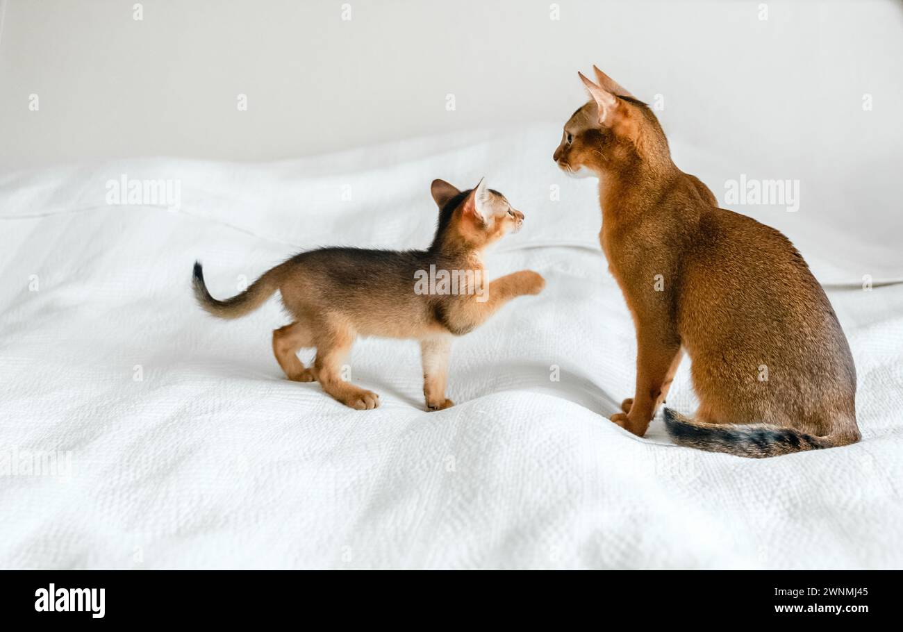 Maman chat adulte, petite petite chatte nouveau-né. Chaton de couleur sauvage de race de chat abyssinien sur une couverture blanche douce jouant dans le lit. Fourrure drôle pelucheuse famille a Banque D'Images