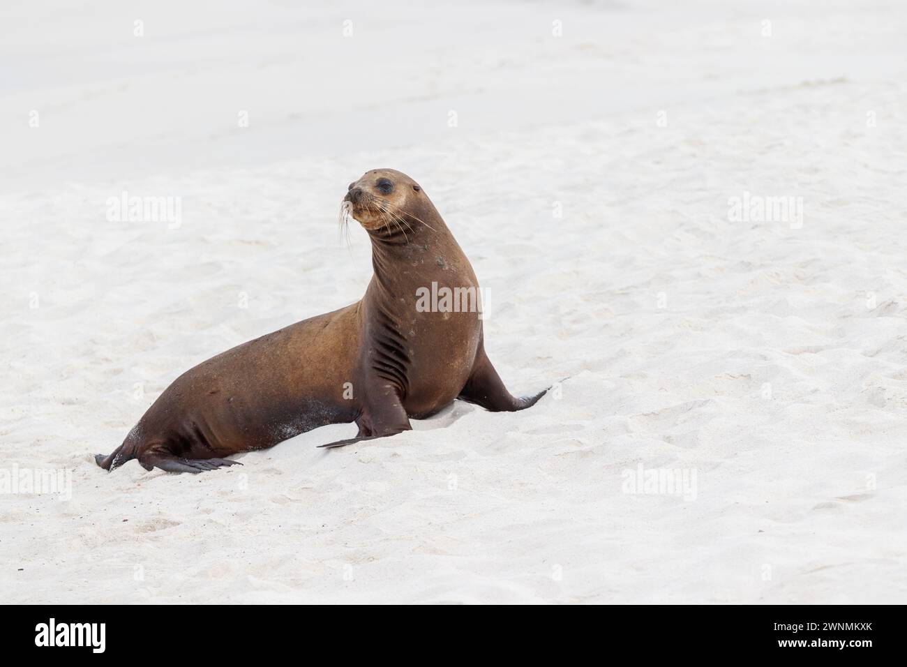 Lion de mer debout isolé sur la plage de sable blanc, îles Galapagos, Équateur. Banque D'Images