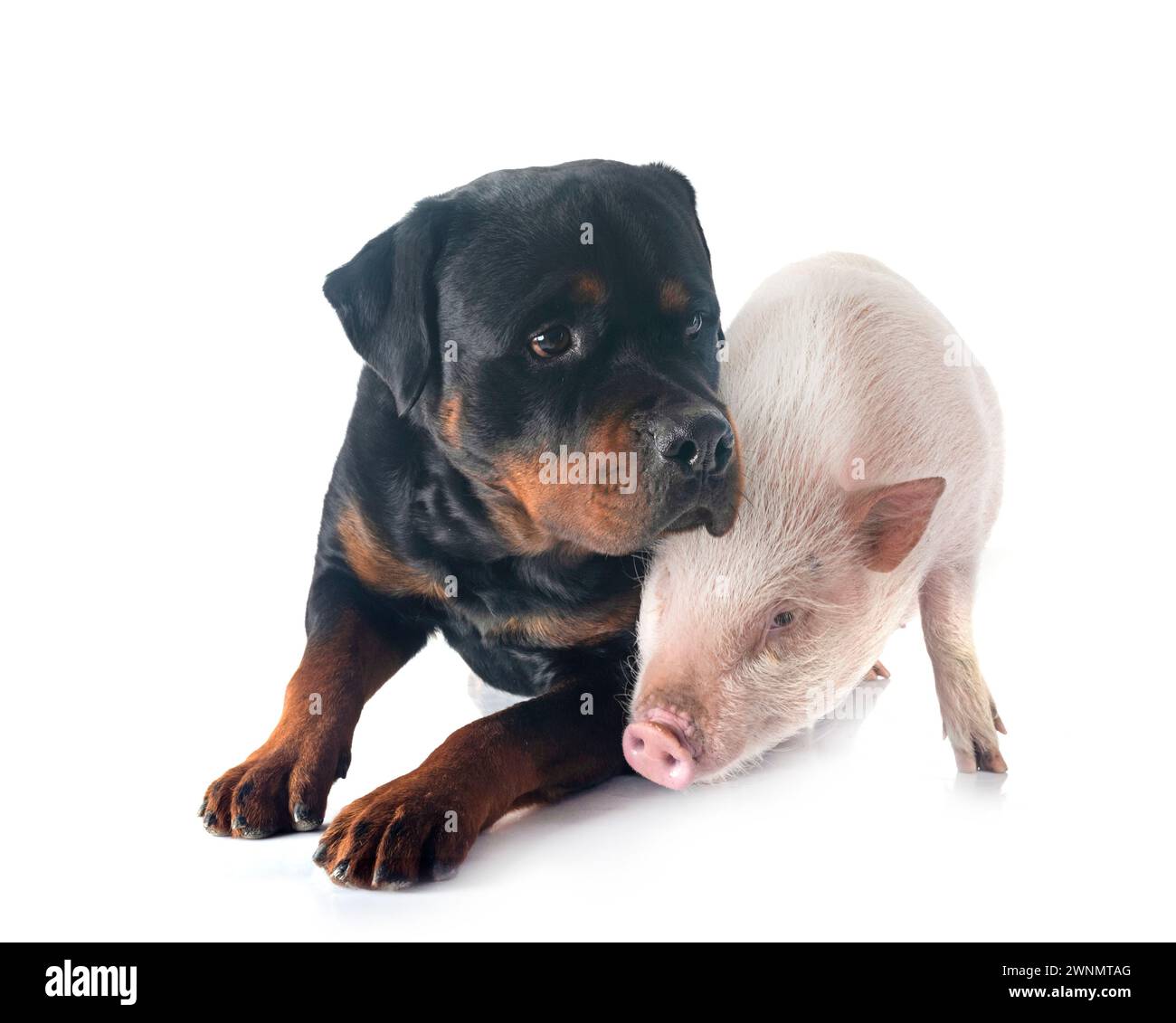 Rottweiler pure race, in front of white background Banque D'Images