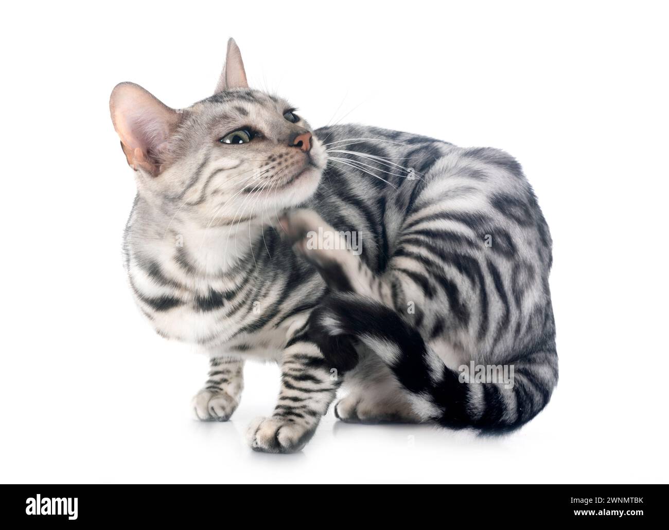 Bengal Cat in front of white background Banque D'Images