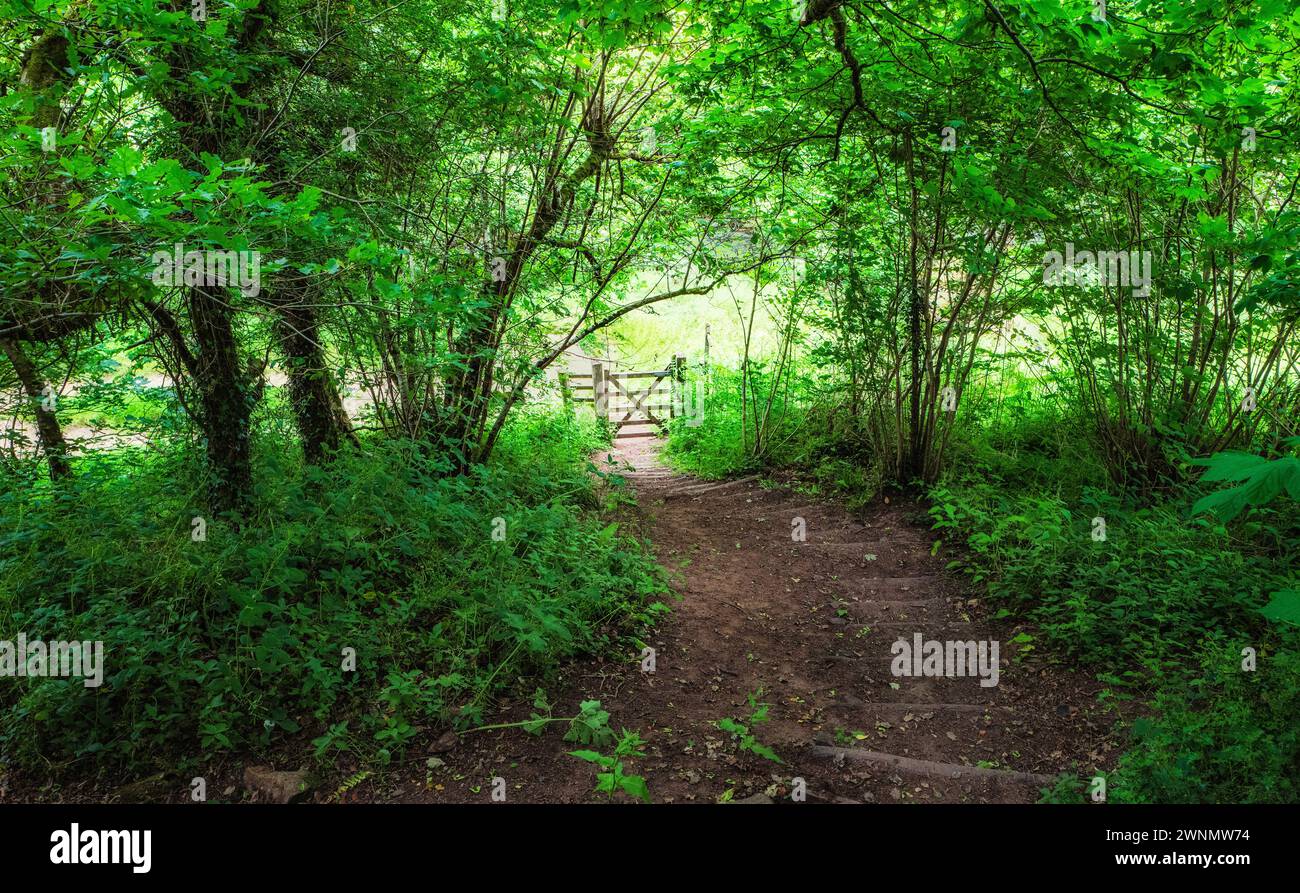 Un sentier près de la rivière Teign à l'est du pont Dogmarsh, et à l'ouest du pont Fingle, Devon, Angleterre, Royaume-Uni. Banque D'Images