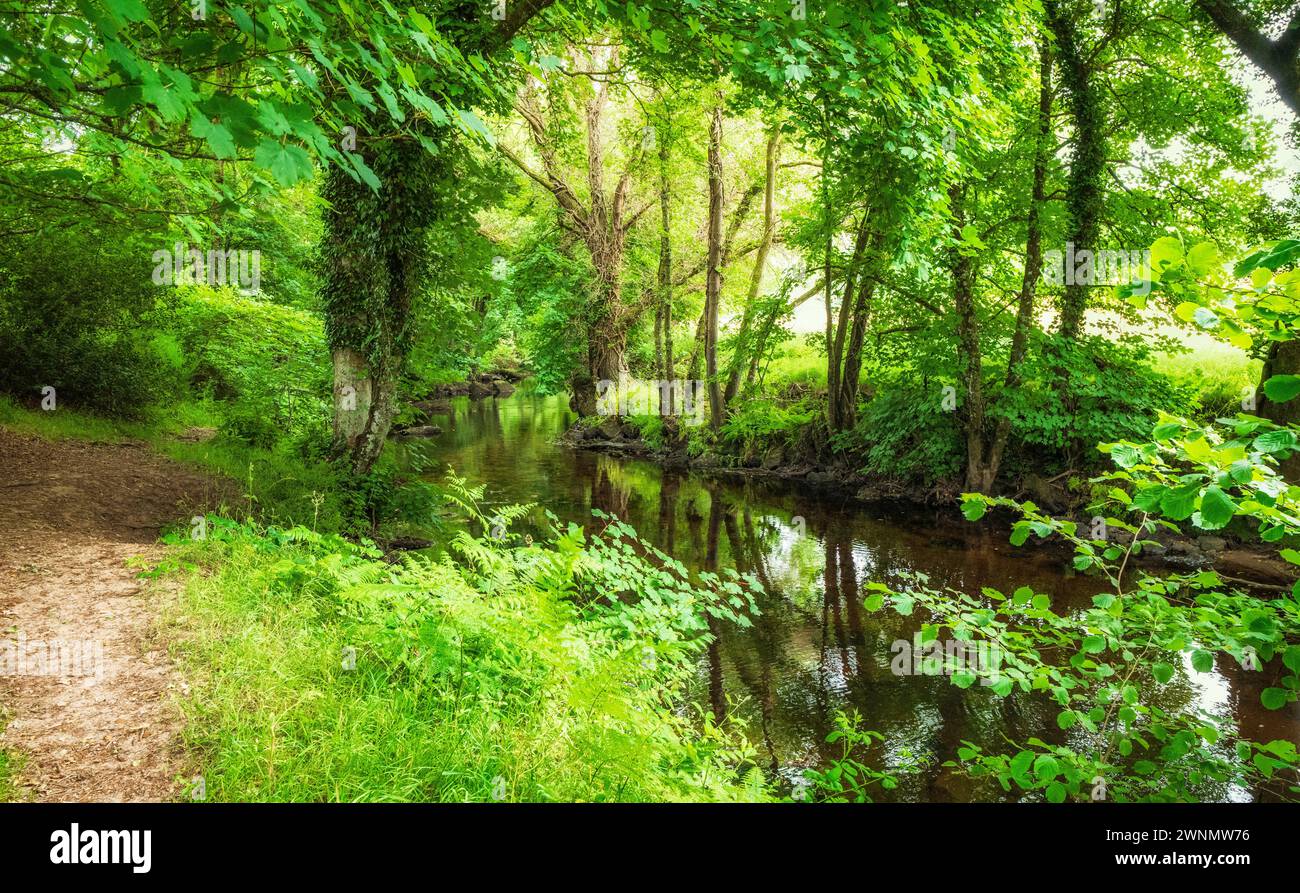 La rivière Teign coule sereinement à l'est de Dogmarsh Bridge, et à l'ouest de Fingle Bridge, Devon, Angleterre, Royaume-Uni. Banque D'Images