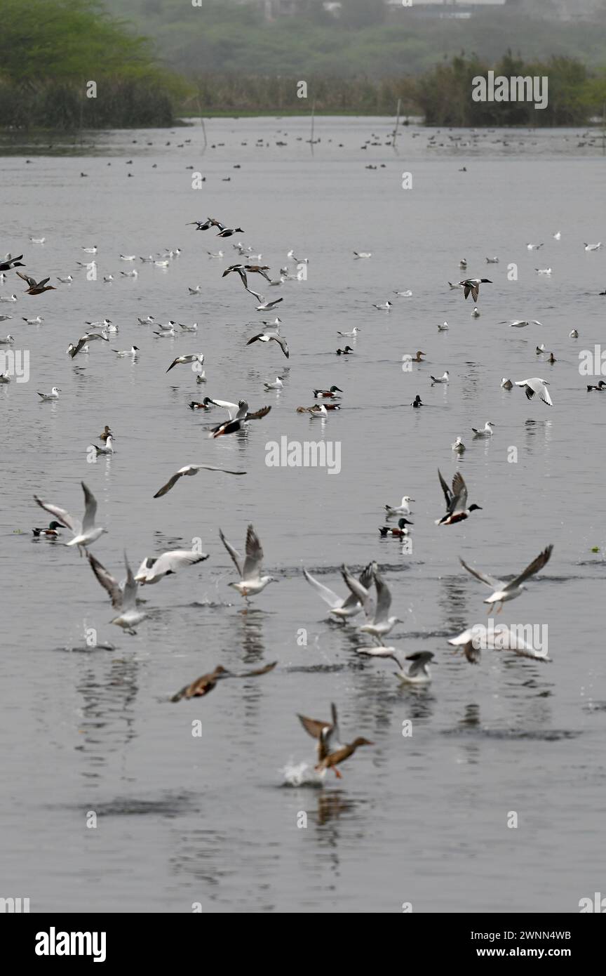 Noida, Inde. 03 mars 2024. NOIDA, INDE - 3 MARS : oiseaux migrateurs à l'intérieur du refuge d'oiseaux d'Okhla lors de la Journée mondiale de la faune, le 3 mars 2024 à Noida, Inde. (Photo de Sunil Ghosh/Hindustan Times/Sipa USA ) crédit : Sipa US/Alamy Live News Banque D'Images